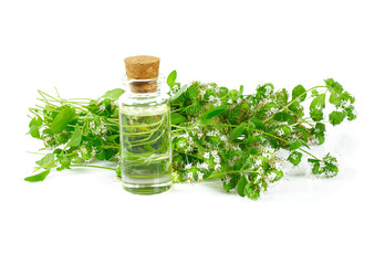 essential oil with fresh marjoram herb