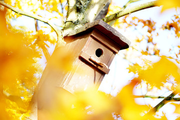 Herbst, gold gelb gefärbte Blätter und ein Vogelhaus im Baum