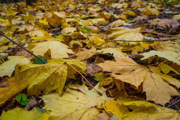 Autumn texture. Yellow orange and red leaves. Old fallen foliage with a covered plan.