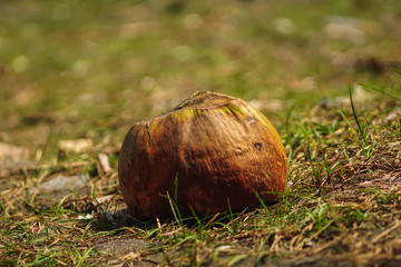 fresh coconuts harvested on the beach