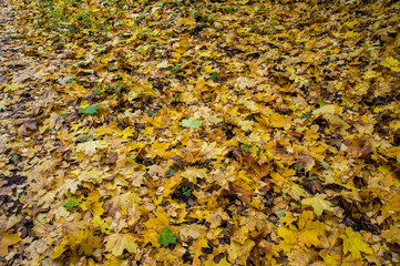 Autumn texture. Yellow orange and red leaves. Old fallen foliage with a covered plan.