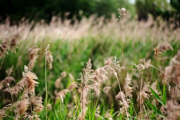 plantas y espigas en el campo