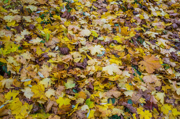 Autumn texture. Yellow orange and red leaves. Old fallen foliage with a covered plan.