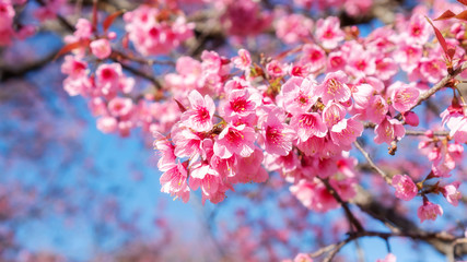 Pink wild Himalayan cherry blossom in a garden.