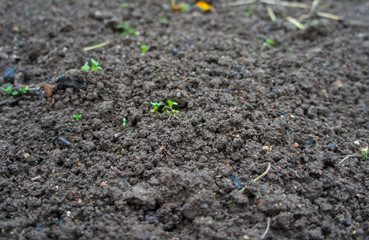 Gray soil ground texture closeup.