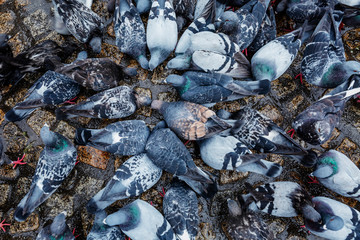 A group of pigeons peck food in the square. Close-up. Background.