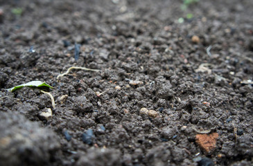 Gray soil ground texture closeup.