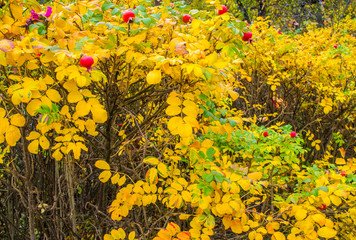 Autumn texture. Berries of barberry in yellow foliage.