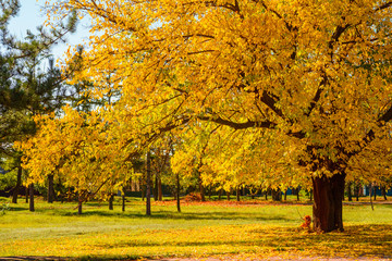 Real Autumn landscape - big forest golden tree with sunlight on sunny meadow. Tree with golden leaves in autumn and sunrays