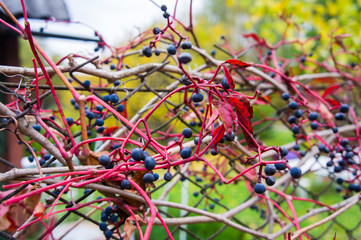 Blue autumn grapes in red leaves on the vine.