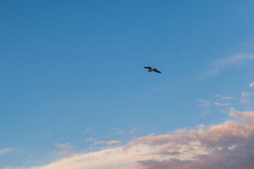 Fototapeta na wymiar Seagull on a background of blue sky