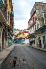 Cats walk along a narrow street between the houses of the city. Cuba