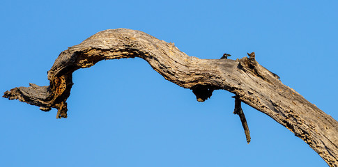 Acorn woodpecker on a dead oak branch