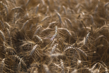 Wheat on the field. Plant, nature, rye. Rural summer field landscape