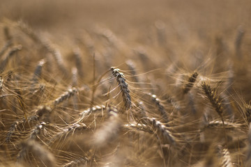 Fototapeta premium Wheat on the field. Plant, nature, rye. Rural summer field landscape