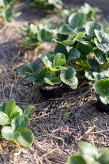 Mulching strawberries in the garden.