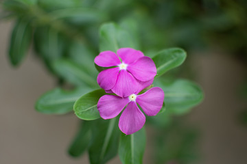 purple flower