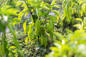 Beautiful green peppers in a rural garden