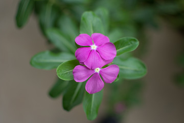 purple flower on green background