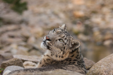 Leopard Nahaufnahme
