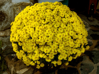 beautiful yellow chrysanthemums bloom in autumn