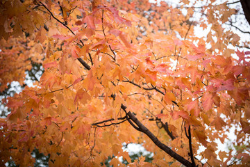 Central Park