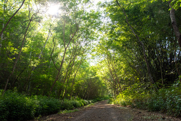 forest trees in dense green forest, nature green wood sunlight backgrounds