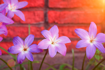 Beautiful pink flowers in the garden are recommended to wall background.