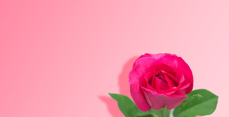 Beautiful color roses with pink background with free space.
