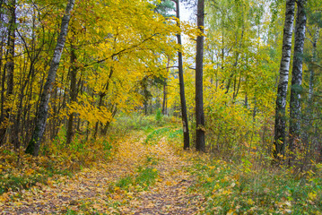 Obraz premium Autumn texture. Road with autumn yellow foliage.