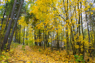 Fototapeta premium Autumn texture. Road with autumn yellow foliage.