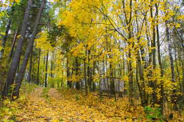 Autumn texture. Road with autumn yellow foliage.