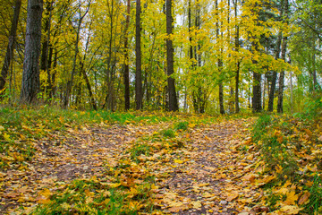 Fototapeta premium Autumn texture. Road with autumn yellow foliage.