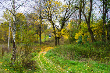Autumn texture. Road with autumn yellow foliage.