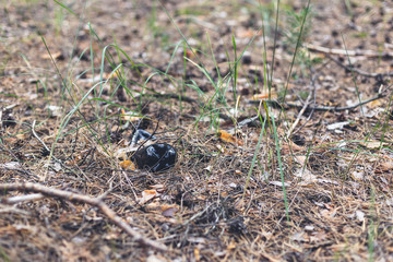 Brown plastic bottle on the ground in a pine forest.