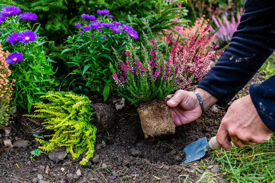 Autumn planting heathers in the garden.