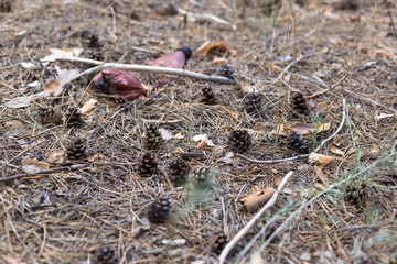 Brown plastic bottle on the ground in a pine forest.