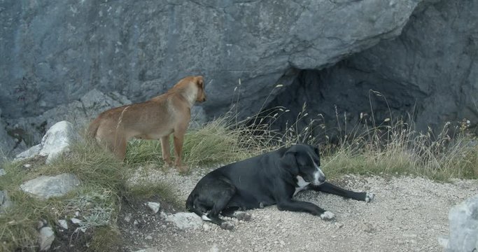 stray dogs chilling in nature