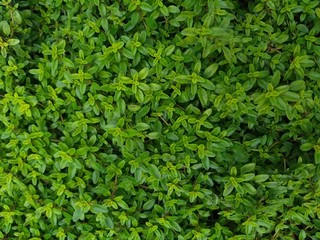 Thyme creeping, culinary herb, natural abstract background