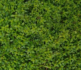 Thyme creeping, culinary herb, natural abstract background