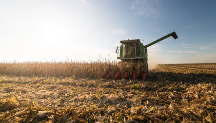 Combine harvesting corn in sunset