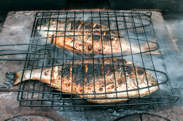 Gilt-head bream fish grilled on iron hot plate closeup