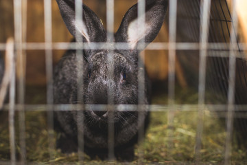 Breeding rabbits. Rabbits on a farm in a wooden cage. Rabbits in captivity.
