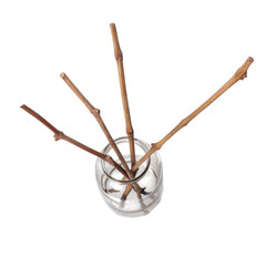 The process of growing grapes saplings from the vine.