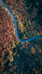 Overhead Aerial Shoot of road through colorful  forest.Shoot From air.