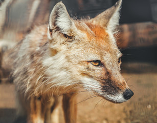 a cute fox walks under the rays of the bright summer sun in his aviary at the zoo. her red hair glistens, a black nose is trying to smell prey. Profile frame, portrait