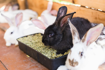 Breeding a large group of rabbits in a small shed.