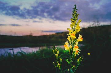 yellow bright flower in the fall in the foreground, in the background - red and purple clouds of the sky at sunset, reflected in the lake water