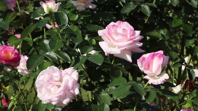 Rose garden in Okayama,Japan
