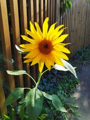 Sonnenblume am Zaun